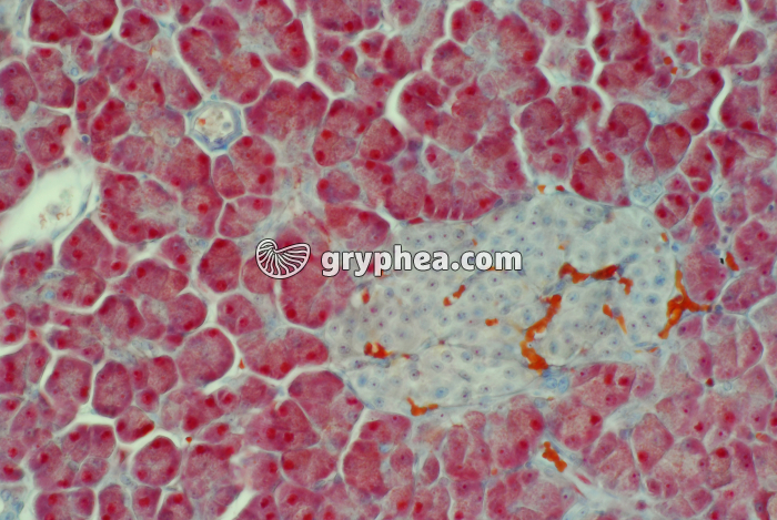 Pancréas - ilot Langerhans x100 - gryphea.org